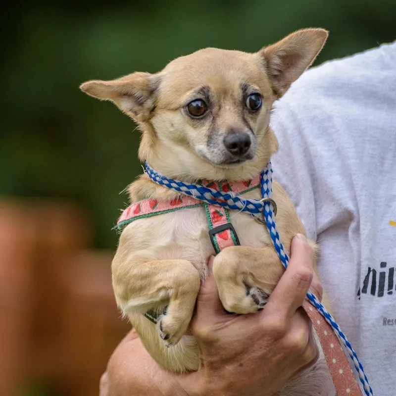 An adult small-sized female Yellow / Tan / Blond / Fawn Chihuahua dog named Sabrina for adoption in Lambertville, NJ