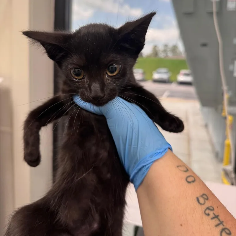 A baby small-sized female Black Domestic Short Hair cat named Emily for adoption in Columbiana, AL