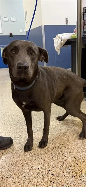 A young large-sized female Labrador Retriever dog named Ashley B for adoption in Miami, FL
