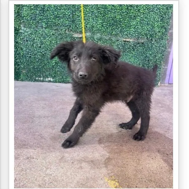 A baby small-sized female Black Terrier dog named Lamb Chop for adoption in Tacoma, WA