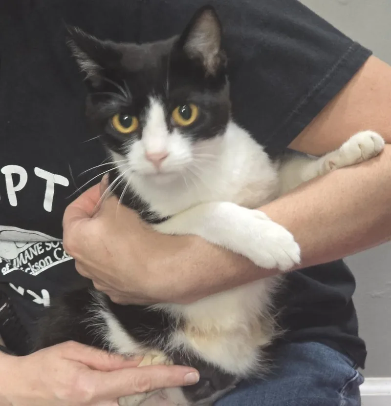 An adult large-sized female Domestic Short Hair cat named Vera for adoption in Dickson, TN