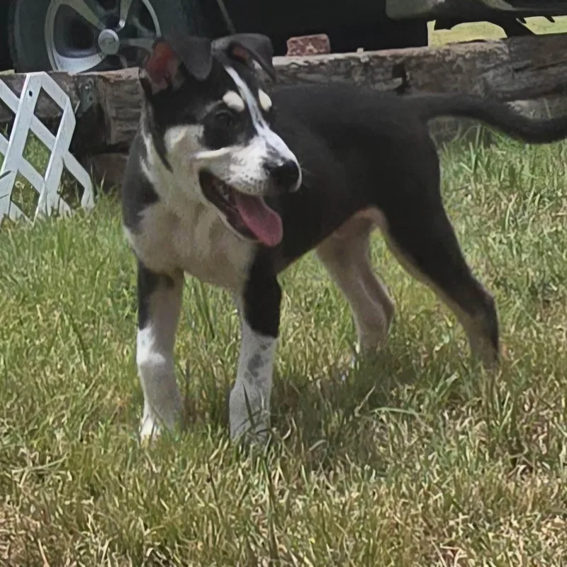A baby medium-sized male Tricolor (Brown, Black, & White) Australian Cattle Dog / Blue Heeler dog named Benson for adoption in Williston, VT