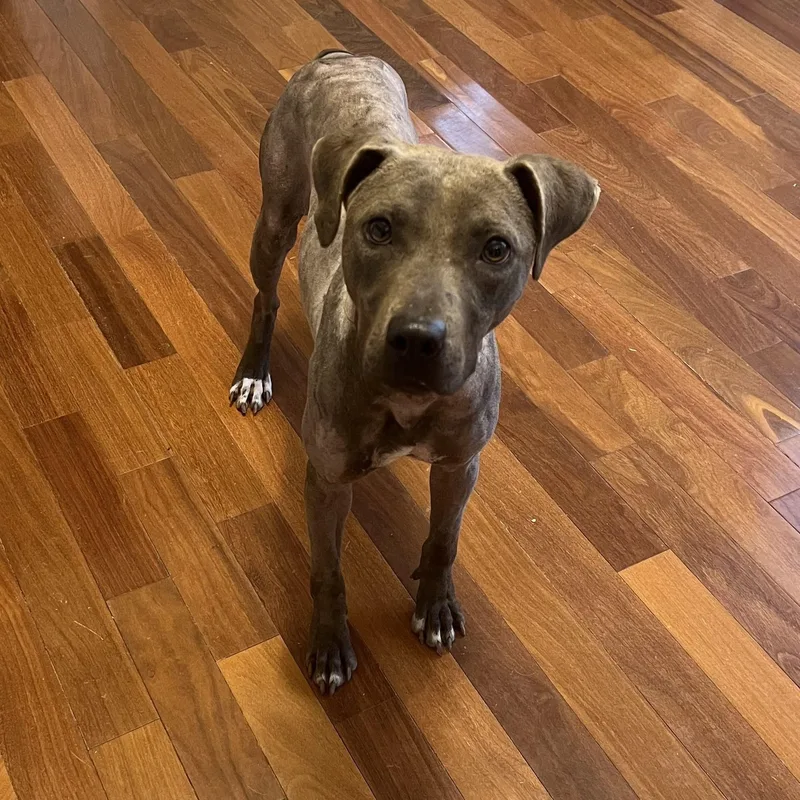 An adult medium-sized female Gray / Blue / Silver Terrier dog named Bliss for adoption in Cornelius, NC