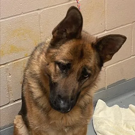 An adult large-sized female Black German Shepherd Dog dog named Shyann for adoption in Tacoma, WA