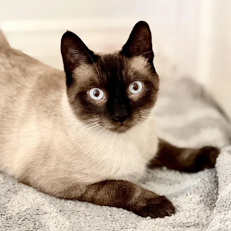 A young medium-sized male Siamese cat named Alfred Wimster for adoption in Agoura Hills, CA