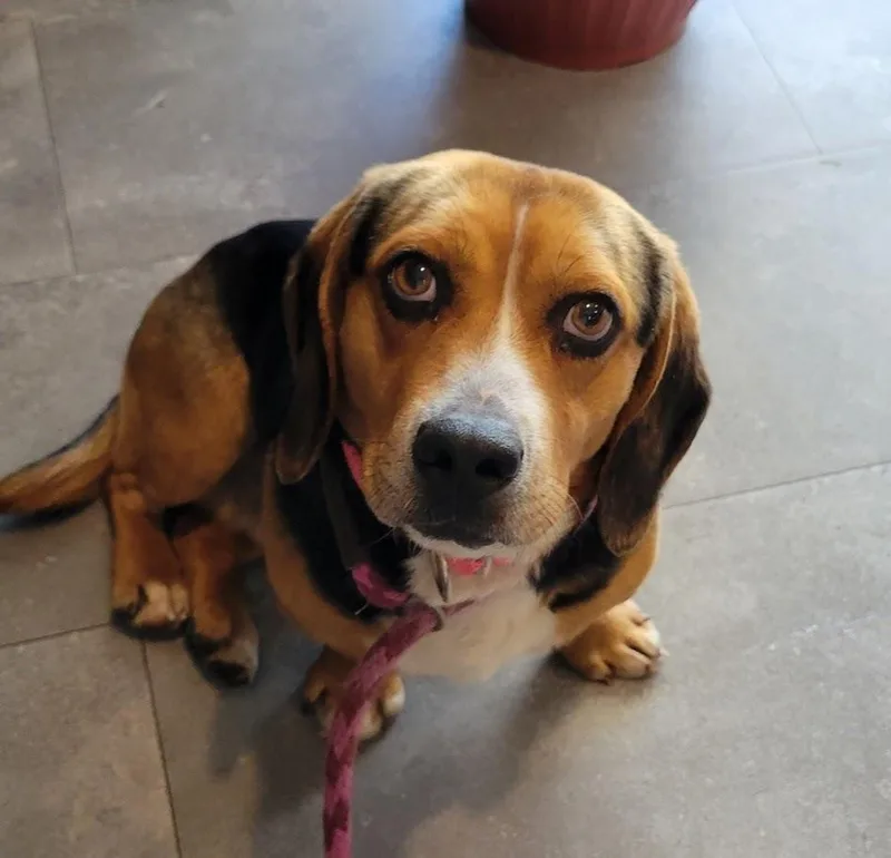 An adult small-sized male Tricolor (Brown, Black, & White) Beagle dog named Kevin for adoption in Lisbon, OH