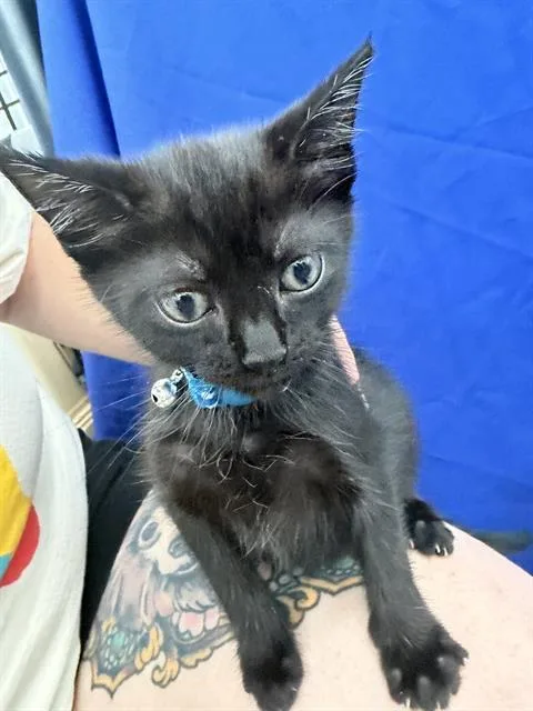 A baby medium-sized male Domestic Short Hair cat named Solar for adoption in Dallas, TX