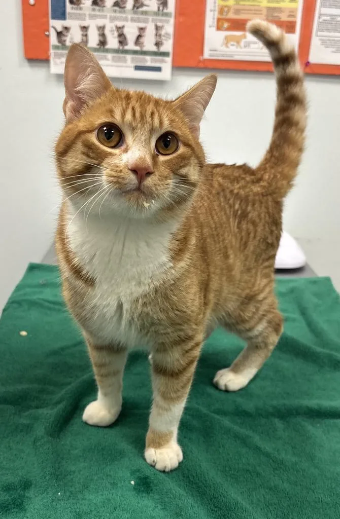 A baby medium-sized male Domestic Short Hair cat named Cairo for adoption in Saint Paul, MN