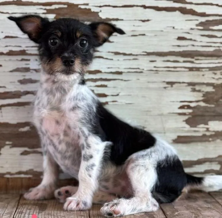 A young small-sized female Harlequin Rat Terrier dog named Carol for adoption in Carrollton, TX