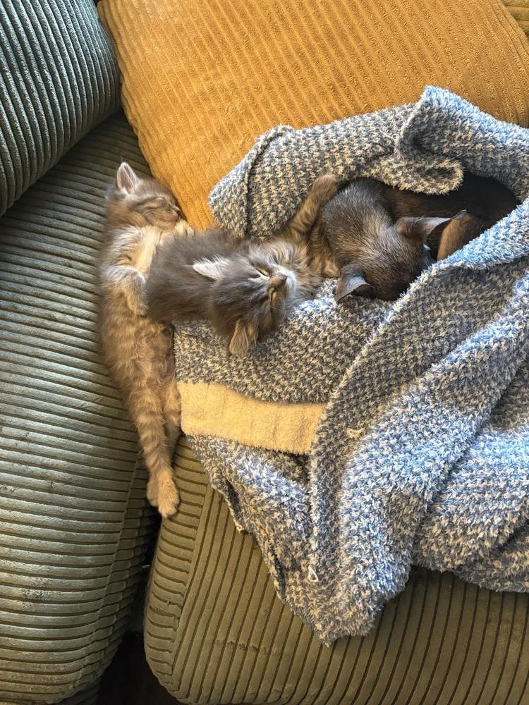 A baby small-sized male Gray / Blue / Silver Domestic Long Hair cat named Midnight for adoption in Plymouth, MI