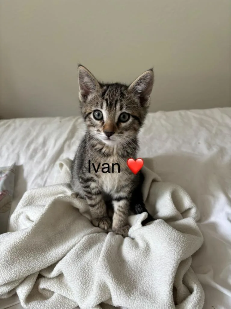 Ivan