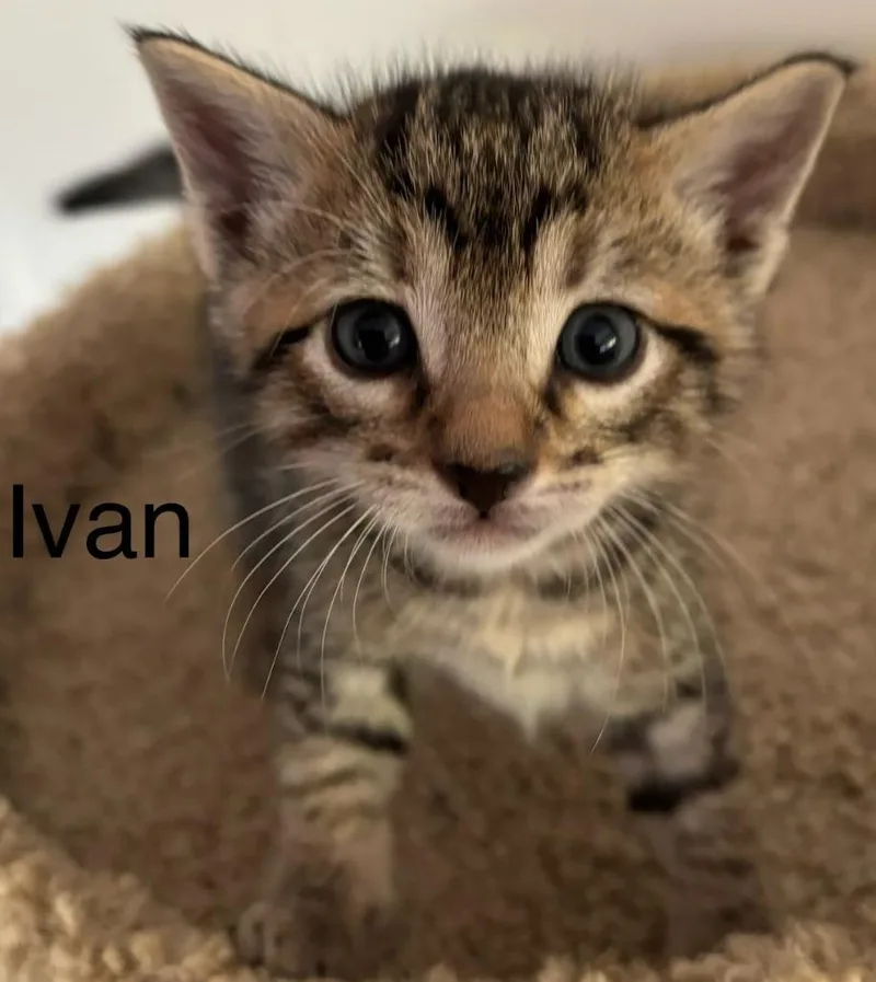 Ivan thumbnail 2