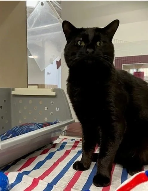 An adult small-sized male Domestic Short Hair cat named Marzipan for adoption in Springfield, MA