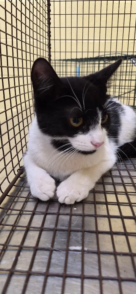 A young small-sized female Domestic Short Hair cat named Yin Yang for adoption in Crossville, TN