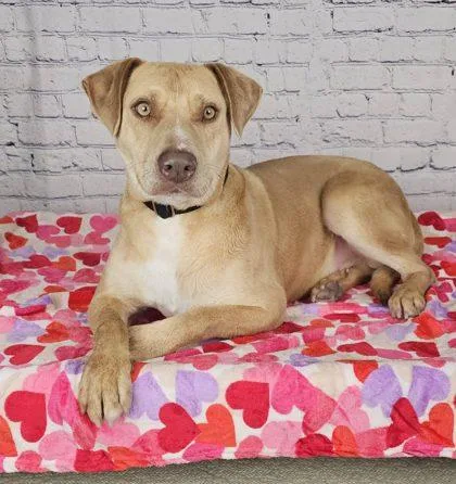 An adult medium-sized male Labrador Retriever dog named Aiden for adoption in Oracle, AZ