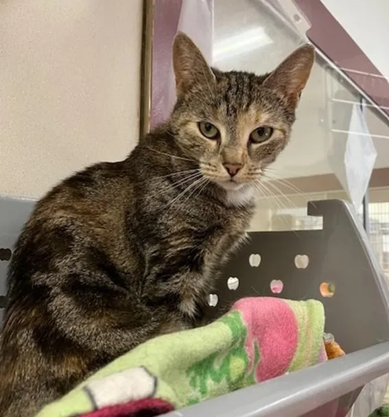 An adult small-sized female Domestic Short Hair cat named Jennifer for adoption in Springfield, MA