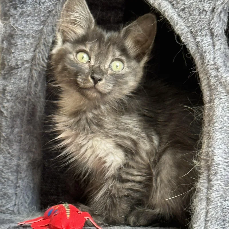 A baby small-sized female Smoke Maine Coon cat named Stormy for adoption in Windermere, FL