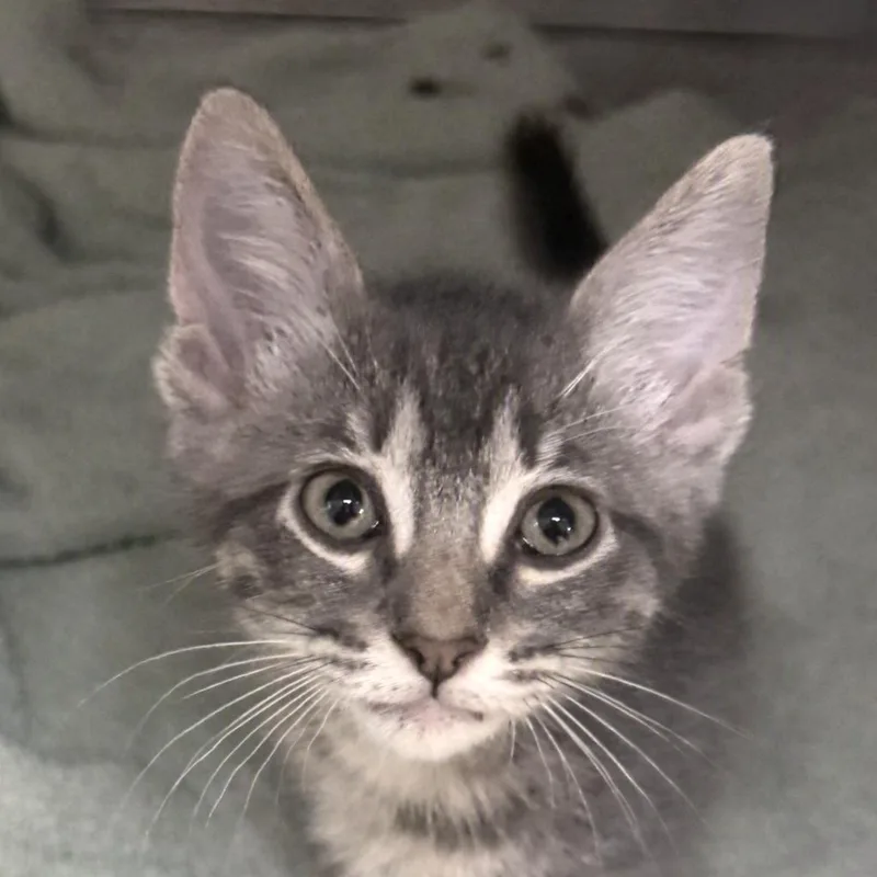 A baby medium-sized male Domestic Short Hair cat named Sesame for adoption in Brenham, TX