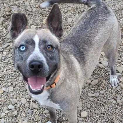 An adult medium-sized female Gray / Blue / Silver Husky dog named Misty for adoption in Ashtabula, OH