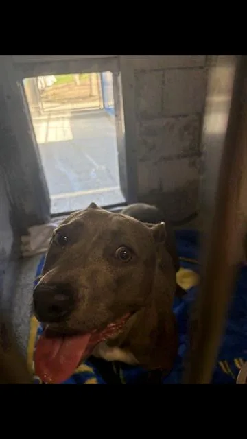 A young medium-sized female Pit Bull Terrier dog named Gem for adoption in Long Beach, CA