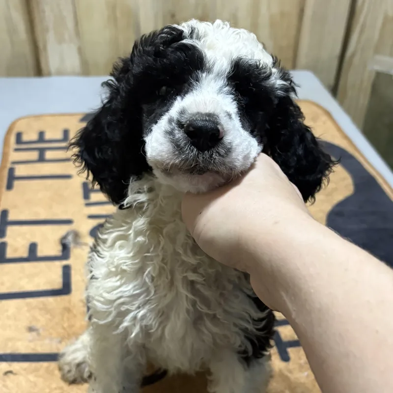 A baby medium-sized male Standard Poodle dog named Tito for adoption in Fosters, AL