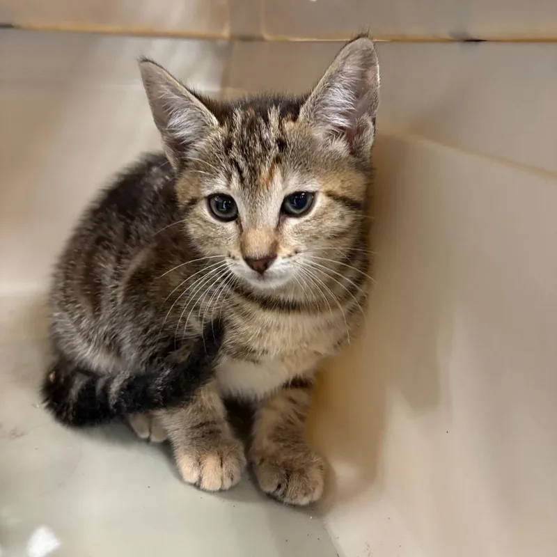A baby small-sized female Black Domestic Short Hair cat named Hazel for adoption in West Palm Beach, FL