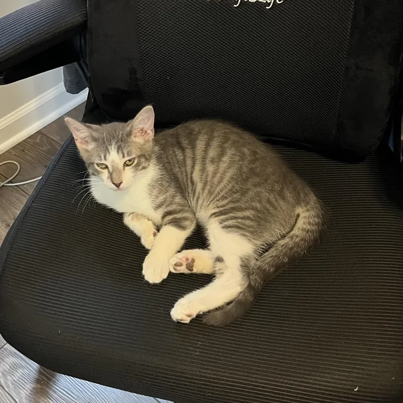 A baby medium-sized male Gray / Blue / Silver Domestic Short Hair cat named Mayo for adoption in Morrisville, VT