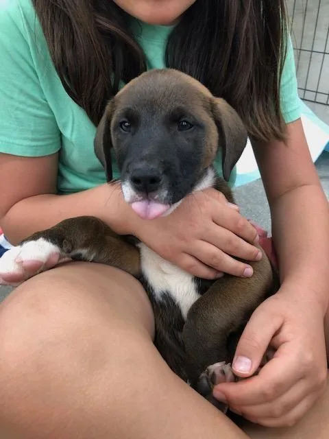 A baby medium-sized male Brown / Chocolate Golden Retriever dog named Nestle for adoption in Monrovia , CA