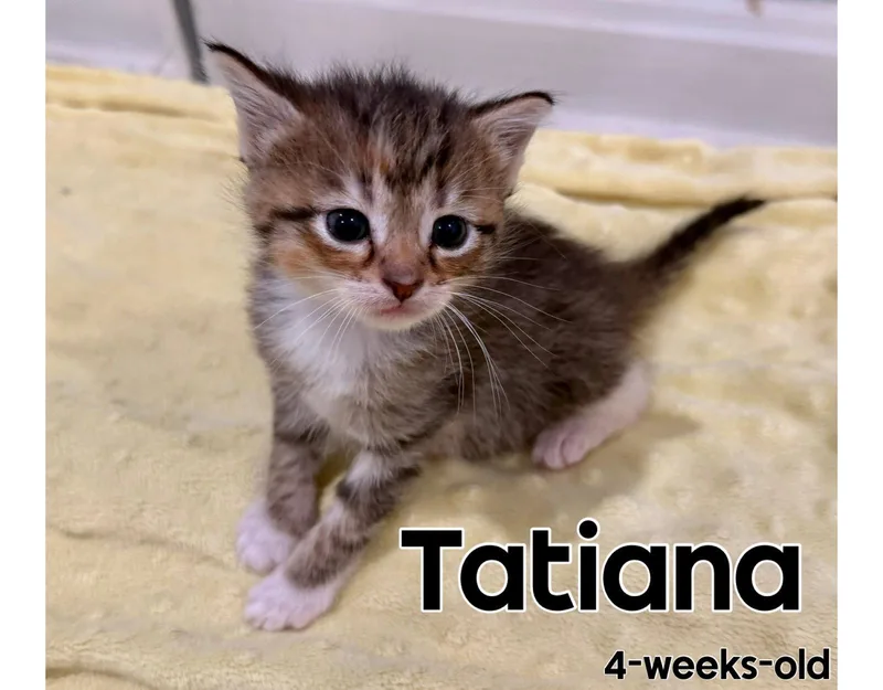 A baby medium-sized female Black & White / Tuxedo Domestic Short Hair cat named Tatiana for adoption in Herndon, VA