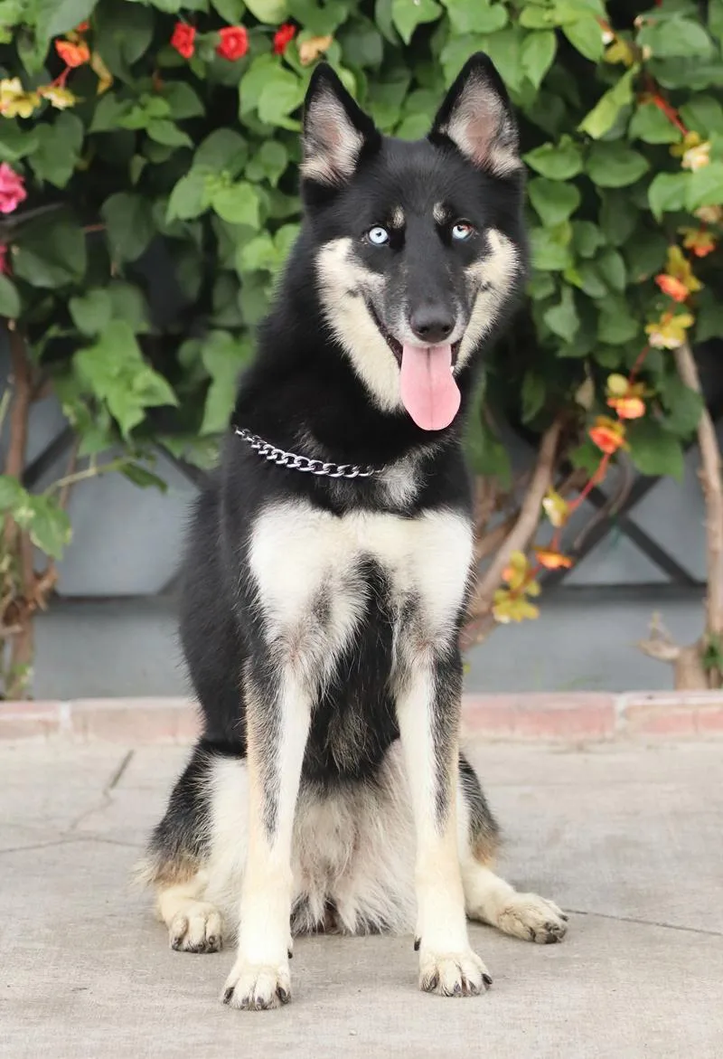 A young medium-sized female German Shepherd Dog dog named Olivia von Olsdorf for adoption in Los Angeles, CA