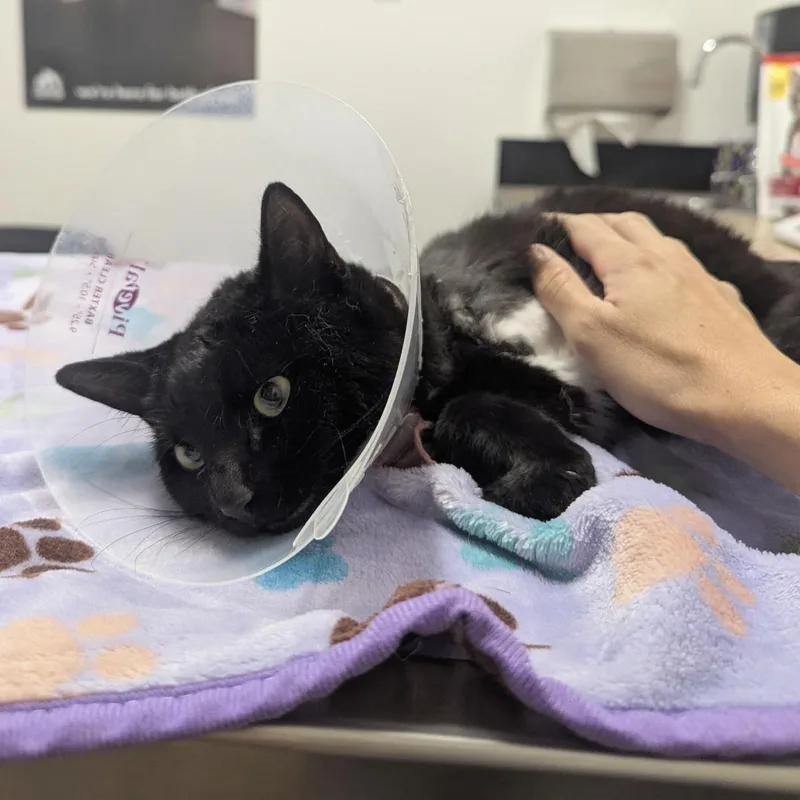 A baby medium-sized female Black Domestic Short Hair cat named Nori for adoption in Huntington Beach, CA