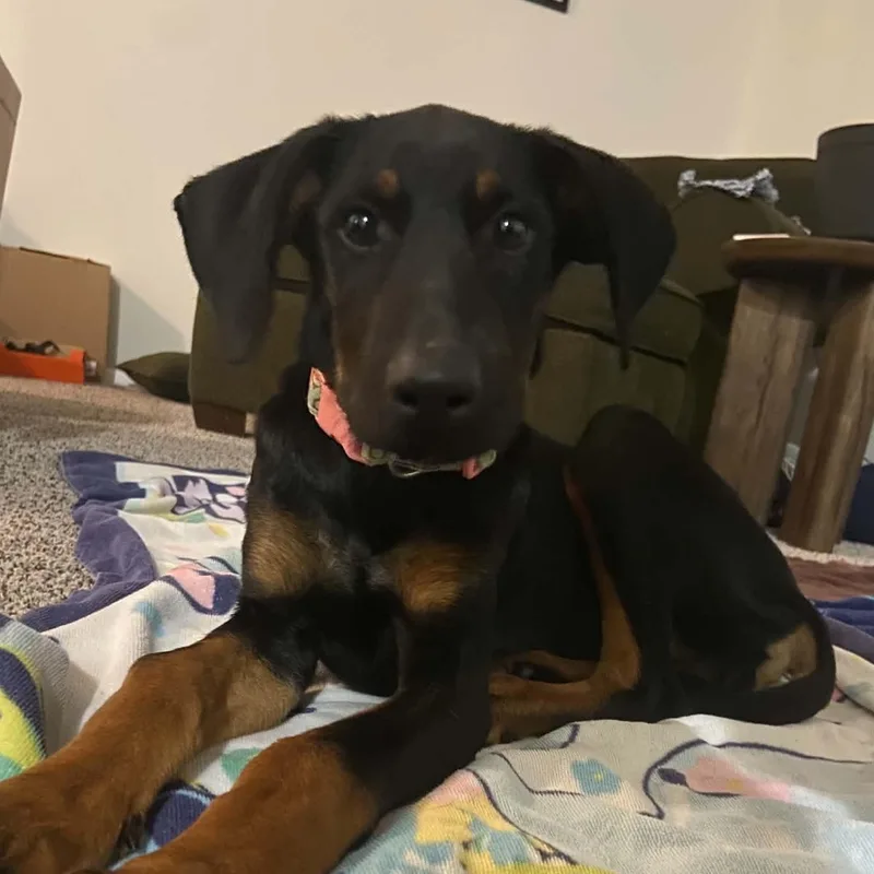 A baby medium-sized female Doberman Pinscher dog named Pumpernickel for adoption in Richmond, VA