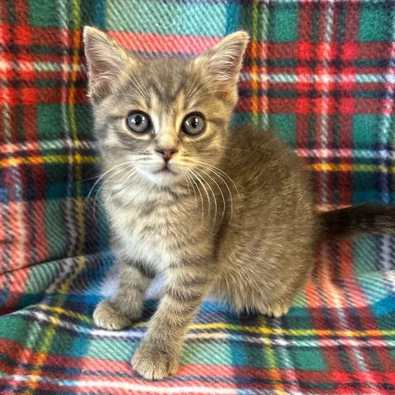 A baby small-sized male Gray / Blue / Silver Domestic Short Hair cat named Piper for adoption in Mount Juliet, TN