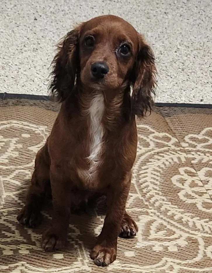 A baby small-sized male Cavalier King Charles Spaniel dog named Boggy for adoption in Smithfield, PA