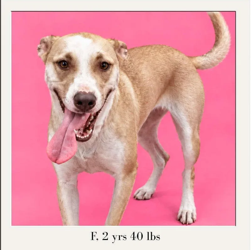 An adult medium-sized female Shepherd dog named Frannie for adoption in Cuyahoga Falls, OH