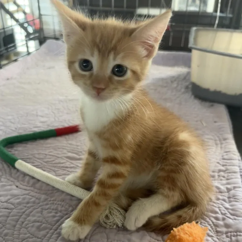 A baby small-sized female Orange / Red Domestic Short Hair cat named Sunshine for adoption in League City, TX