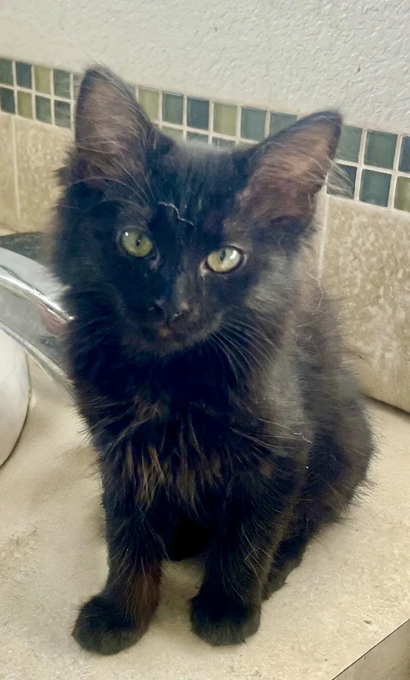 A baby medium-sized female Black Domestic Medium Hair cat named Kenya for adoption in Lancaster, CA
