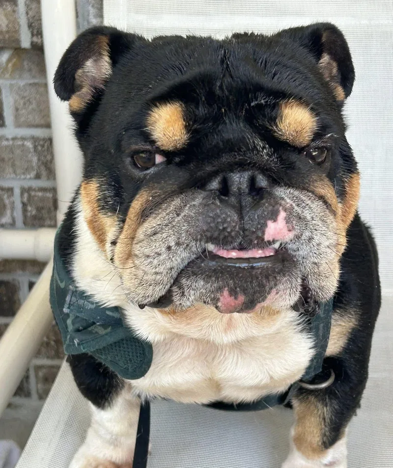 Bandit