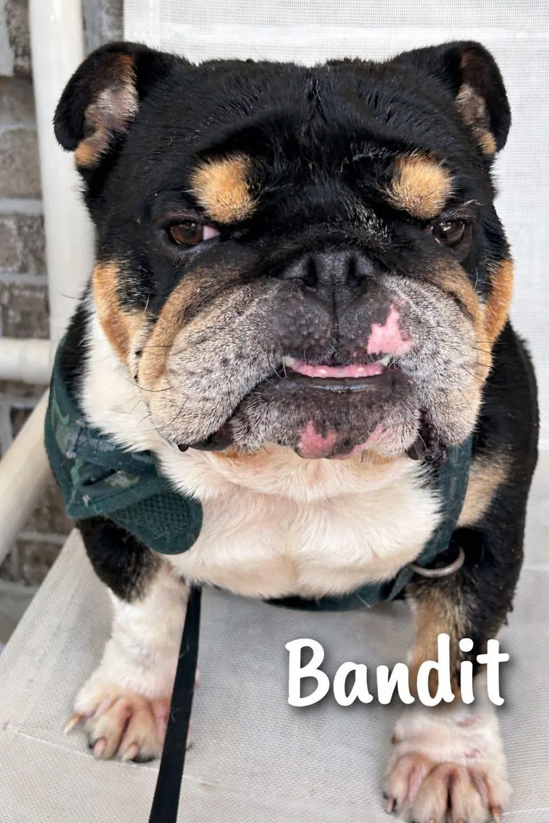 Bandit thumbnail 2