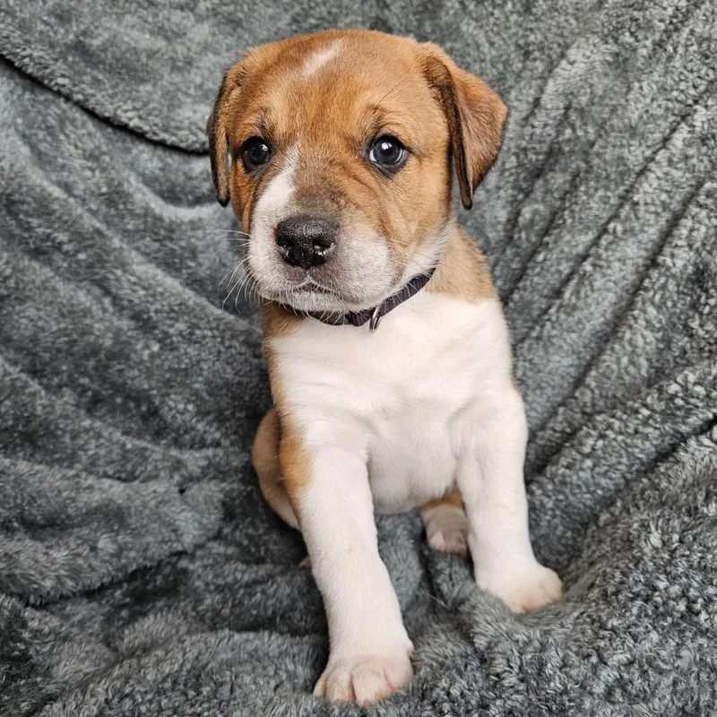 Bindi's Pup Odin thumbnail 2