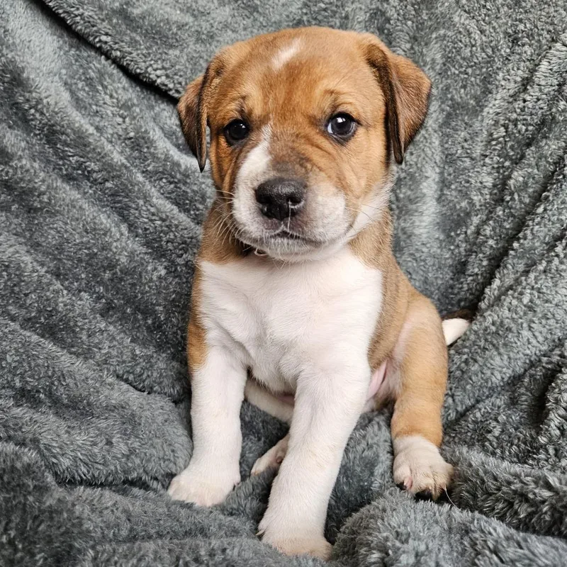 Bindi's Pup Odin thumbnail 3