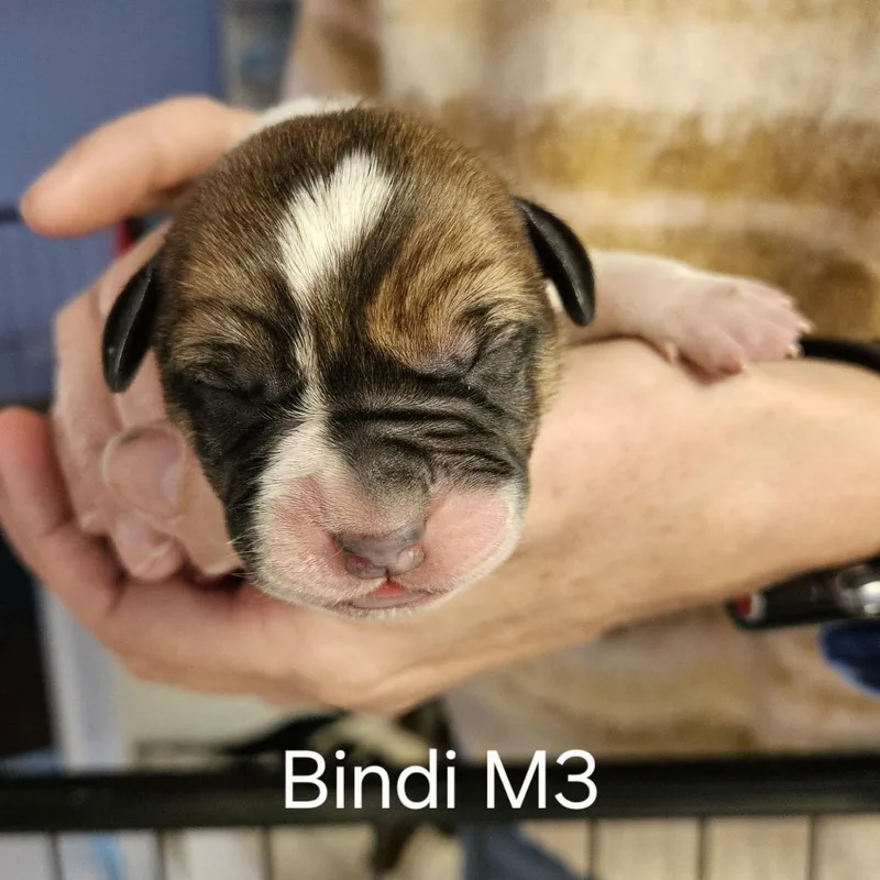 Bindi's Pup Odin thumbnail 4