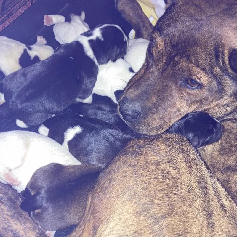 Bindi's Pup Odin thumbnail 5