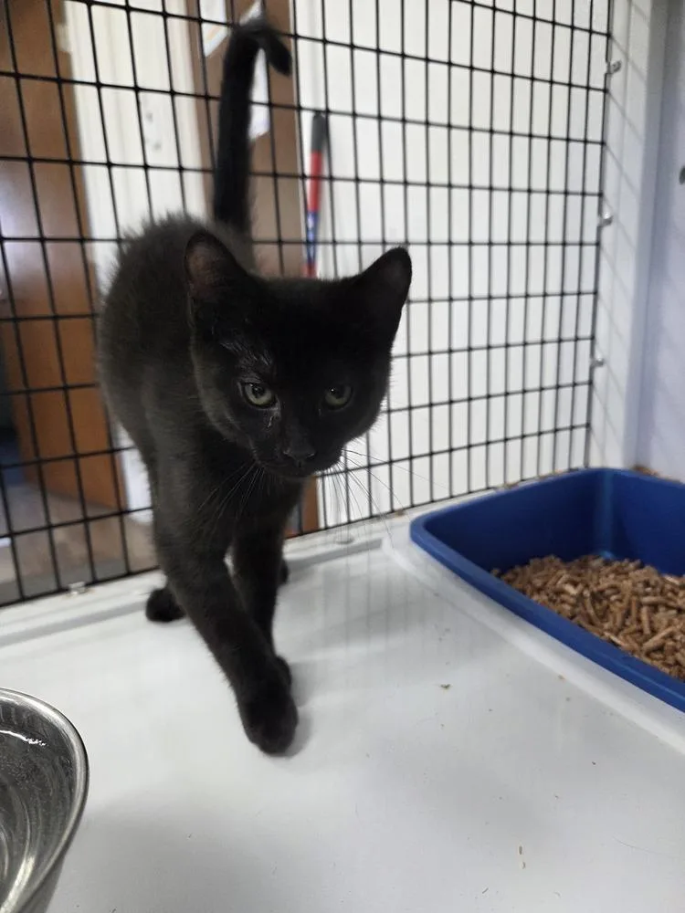 A baby small-sized female Black Domestic Short Hair cat named Nova for adoption in Salmon, ID