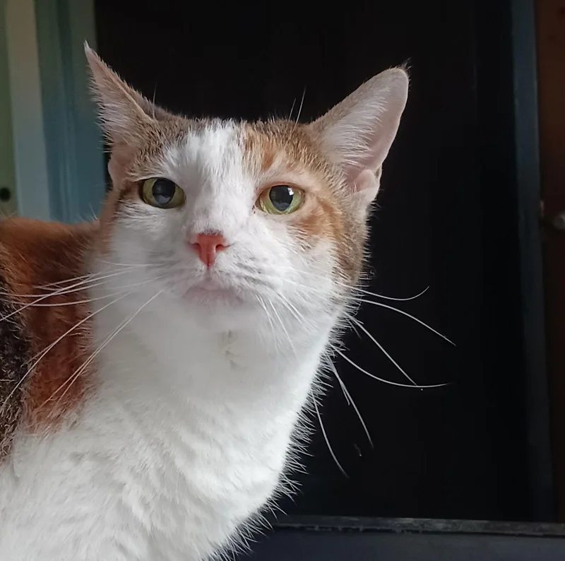 Urgent Angel  Goober thumbnail 2