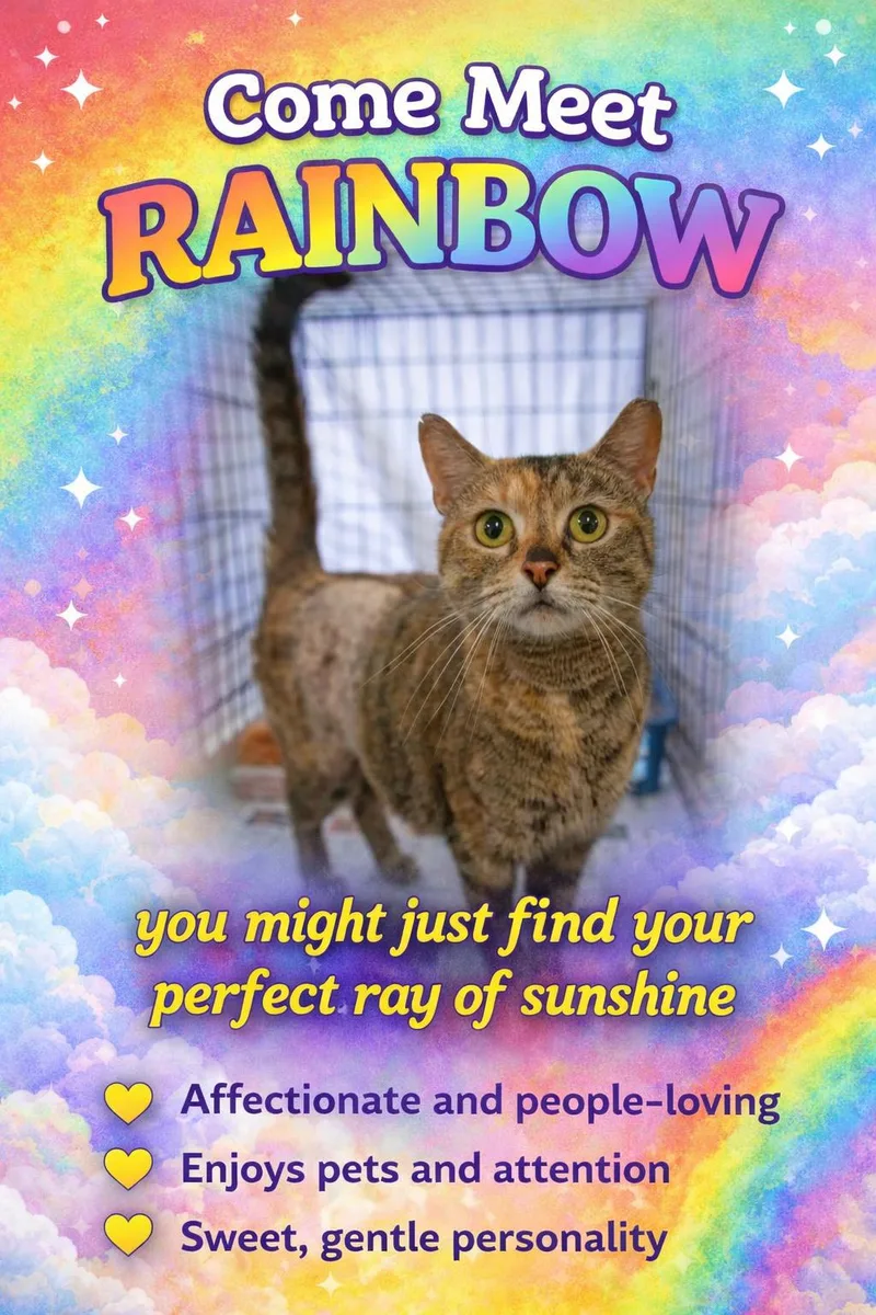 An adult medium-sized female Tabby cat named Rainbow for adoption in Greenville, DE
