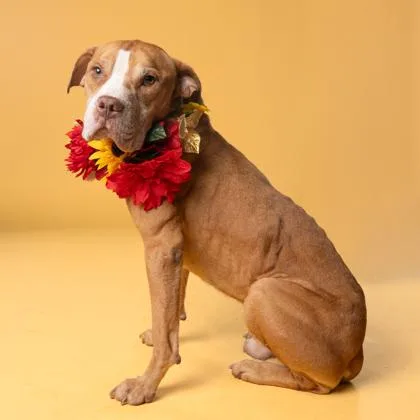 A senior large-sized male Mixed Breed dog named Hammond for adoption in Atlanta, GA