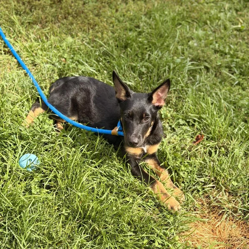 A baby medium-sized male Black German Shepherd Dog dog named Petey for adoption in Sparta, NJ