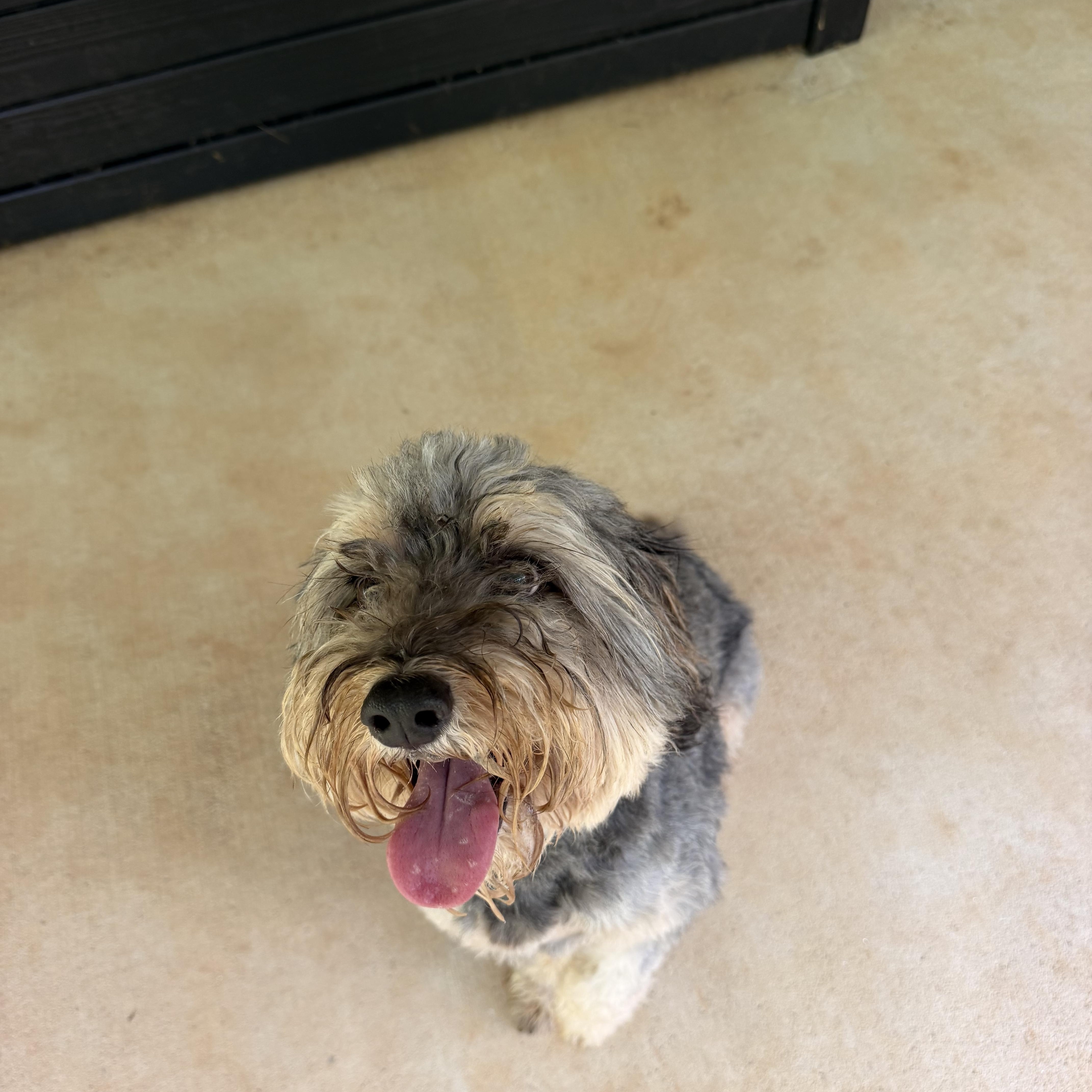 An adult small-sized female Gray / Blue / Silver Aussiedoodle dog named Brie for adoption in Gainesville, GA