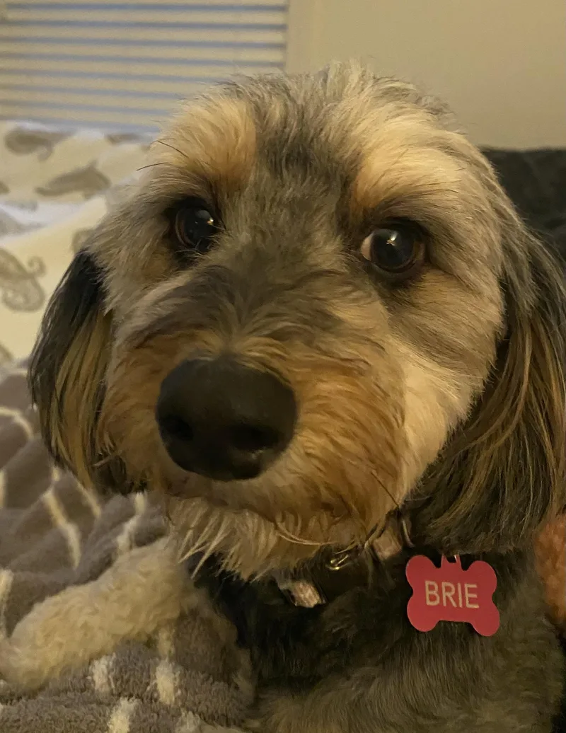 Brie thumbnail 3